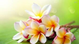 Hawaiian Flowers Wallpaper