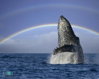 Hump Back Whale Humpback Whales Wallpaper