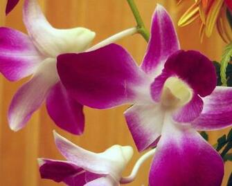 Wallpaper Photo Html