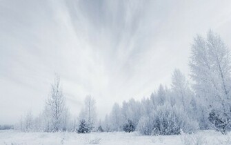 Wallpaper Forest Winter Snow Nature Trees HD Desktop