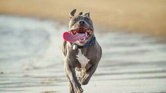 American Pit Bull Terrier HD Wallpaper