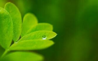 Priroda Green Leaf Drop HD Wallpaper New