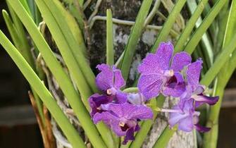 Orchid Wallpaper