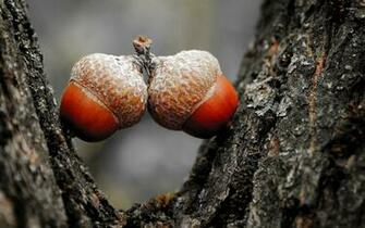 Acorns Wallpaper Photography