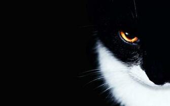 Ultimate Cat Wallpaper In 4k HD Ultra Quality