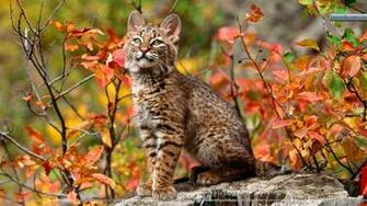 Bobcat Wallpaper