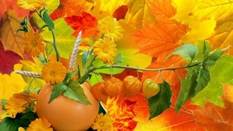 Abundance Of Fall Colors High Quality Wallpaper