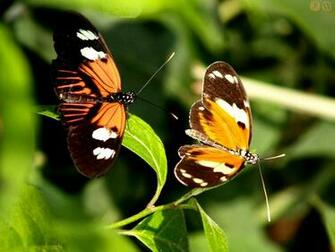 Your Wallpaper Beautiful Butterfly Desktop