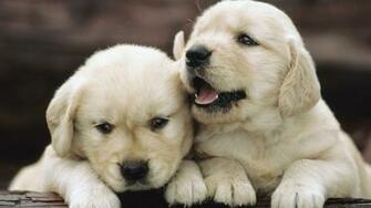 Wallpaper Golden Retriever Puppies