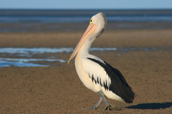 Beautiful Birds Wallpaper