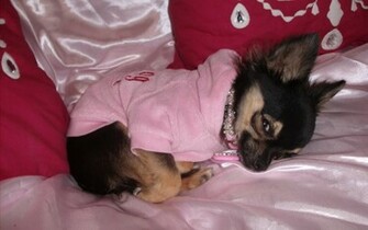 Do I Look Cute Chihuahuas Wallpaper