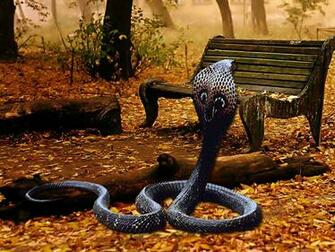 King Cobra Wallpaper