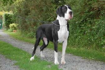 Great Dane Wallpaper