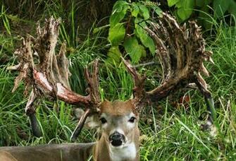 Monster Whitetail Bucks