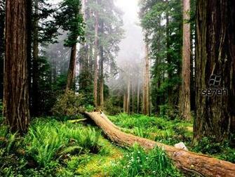 Windows Beautiful Wallpaper Forest Photos