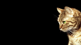 Cybergata Post Cat Fun Wallpaper