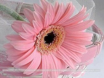 Pink Daisy Wallpaper