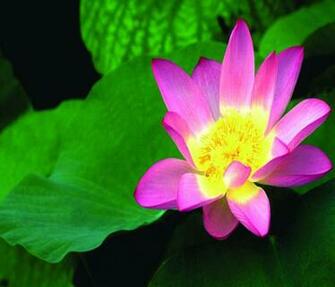 Pink Lotus Flower Wallpaper