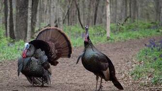 Wild Turkeys Wallpaper