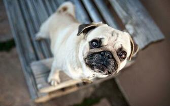 Funny Pug Wallpaper