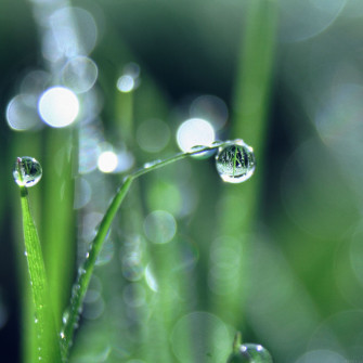 Bokeh Leaf Raindrop Nature Pure iPad Air Wallpaper