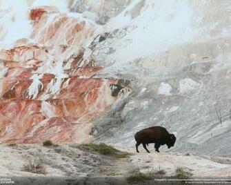 HDr Photography National Geographic Animals Birds Buffalo Wallpaper