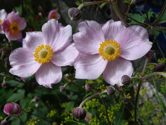 Anemone Flower Wallpaper