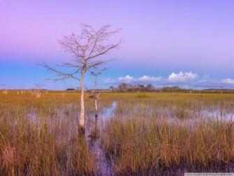 Pink Sunset Wetlands Everglades National Park 4k HD Desktop
