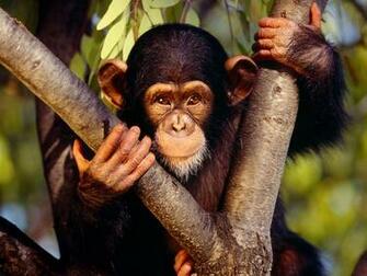 Funny Monkey Wallpaper