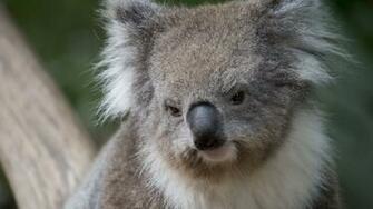 Koala Bear Wallpaper HD