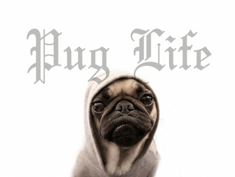 Funny Pug Wallpaper Picswallpaper