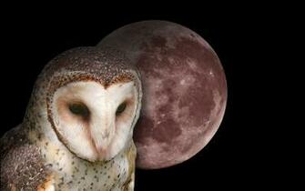 Owl Wallpaper Fun Animals Wiki Videos Pictures Stories