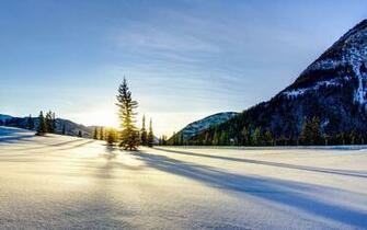 Fir Tree In A Snow Field Wallpaper And Image Pictures