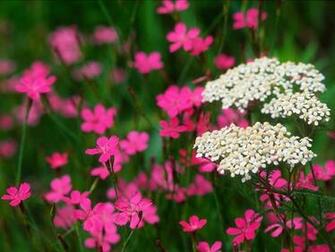 Queen Annes Lace Deptford Pink Wallpaper