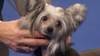 Chinese Crested National Dog Sy Group Nbc Sports