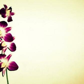 Orchid Wallpaper