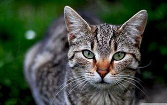Funny Cat More Tabby High Definition Fullscreen Mobile Wallpaper