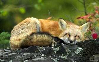 Animal Wallpaper Cute Animals
