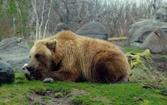 Eastern Brown Bear HD Wallpaper Background