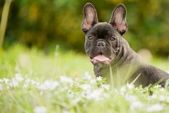 French Bulldog HD Wallpaper
