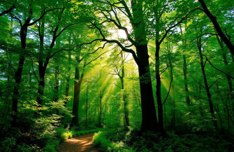 Nature Forest Wallpaper