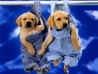 Cute Puppies Labrador Wallpaper For Your Computer Desktop