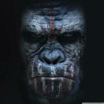 Ape Wallpaper Related Keywords Amp Suggestions