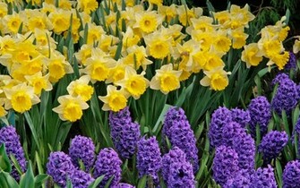 Daffodils Wallpaper HD Walls
