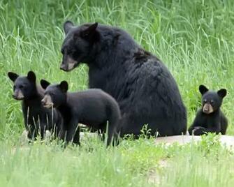 Black Bear Desktop Wallpaper