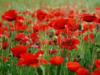 Poppy Flowers Wallpaper Desktopwallpaper