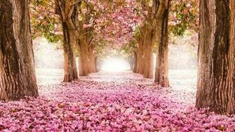 Spring Live Wallpaper Android Apps On Google Play