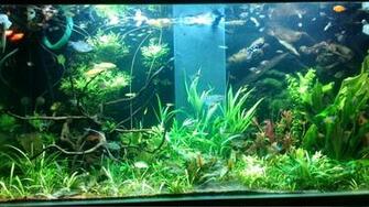Fish Tank Wallpaper At Wallpaperbro