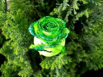 Get Flower Wallpaper For Desktop