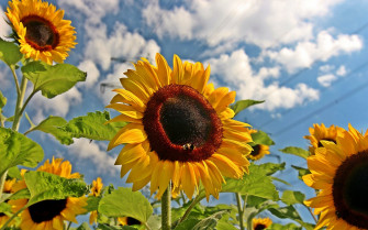 Sunflowers Nature Wallpaper